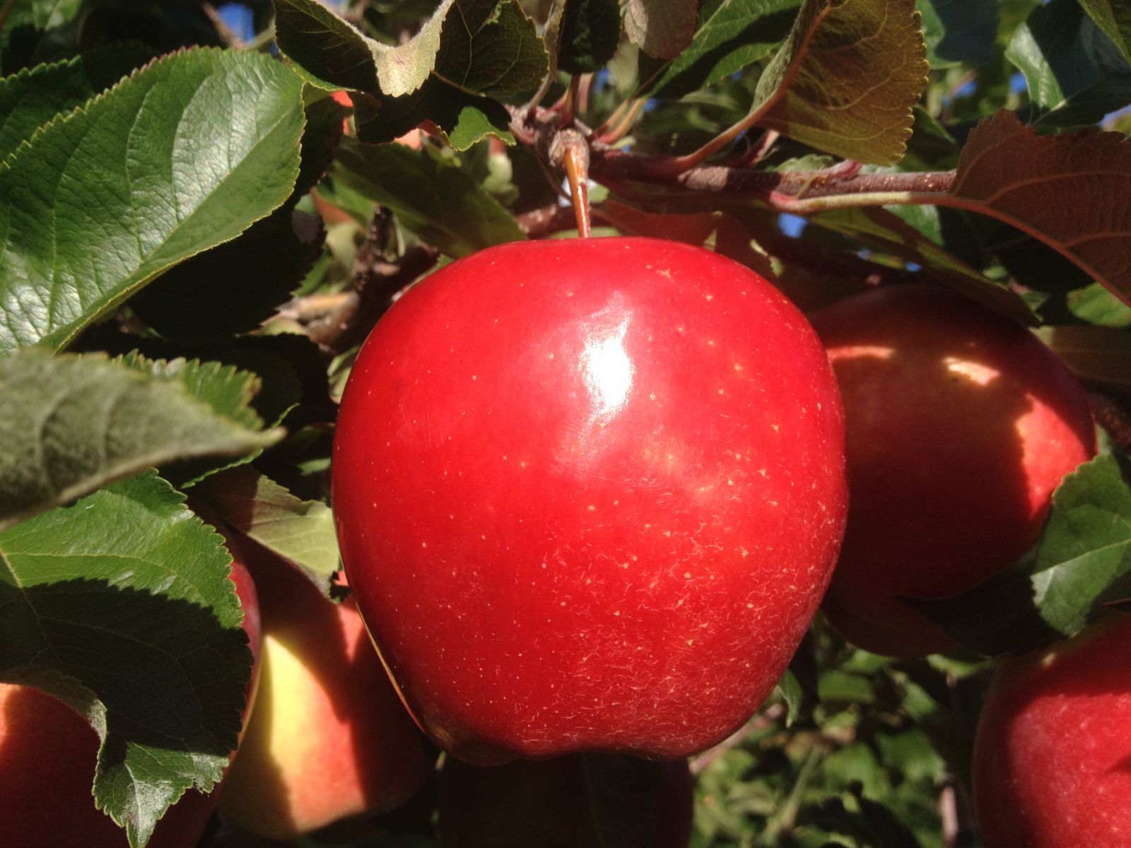 Apple Varieties BC Tree Fruit Production Guide